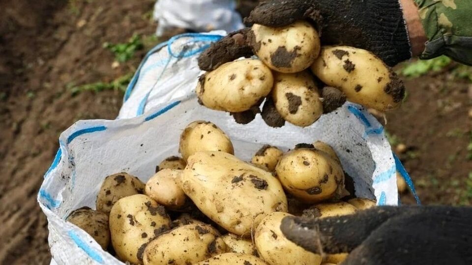 Астраханские фермеры увеличили экспорт сельхозпродукции в Казахстан до 9,5 тысяч тонн