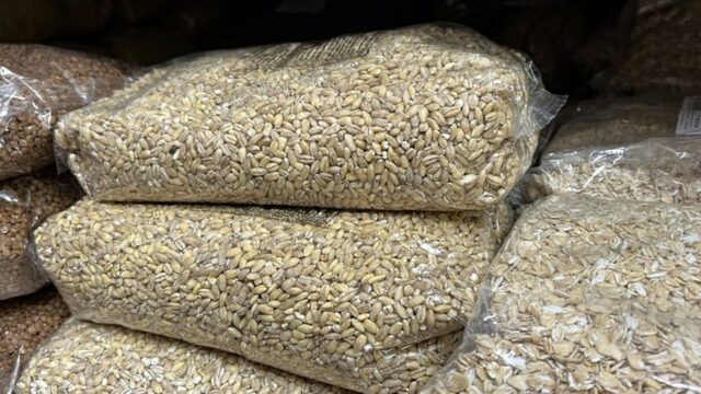 Экспорт зерна из Хакасии в Казахстан и Монголию в 2026 году