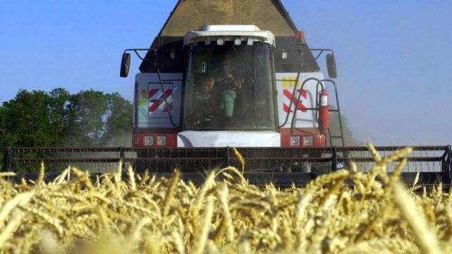Китай значительно увеличил закупки российской пшеницы в июле 2025 года