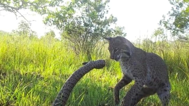 Редкое нападение рыси на гремучую змею запечатлено на фотоловушку