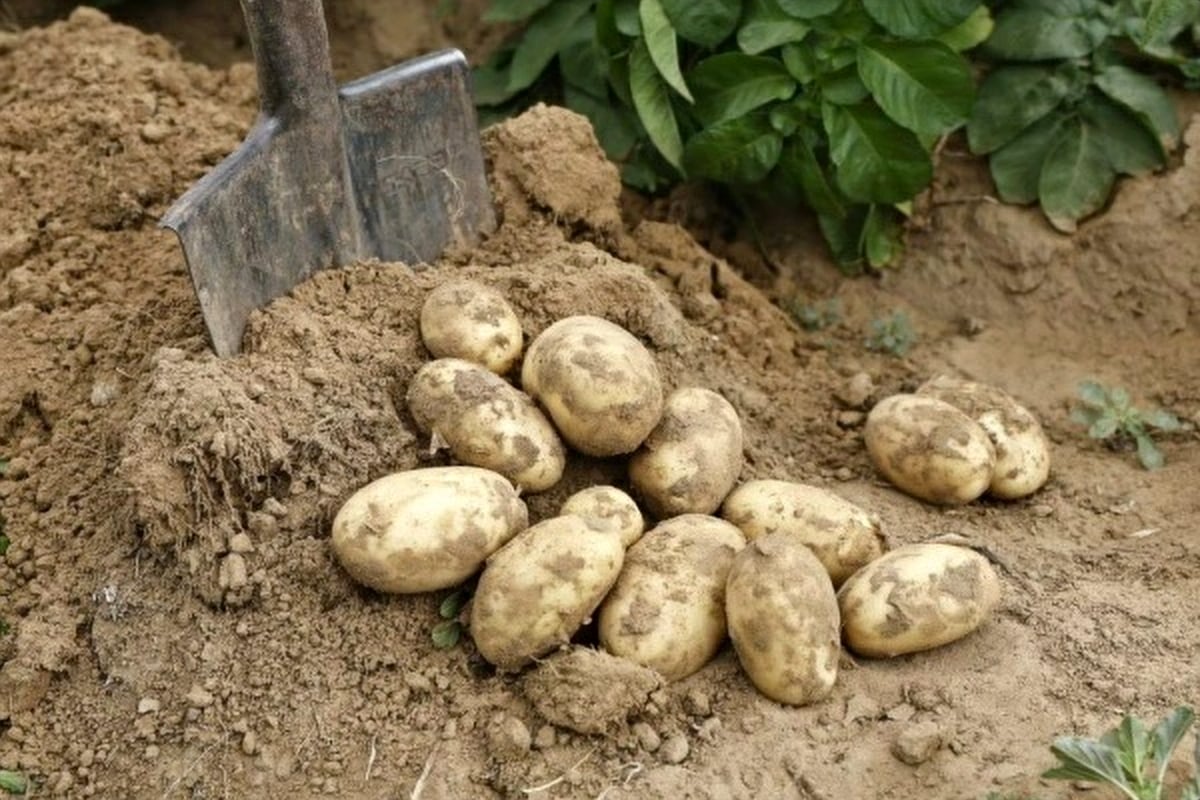 Астраханские фермеры увеличили экспорт сельхозпродукции в Казахстан до 9,5 тысяч тонн