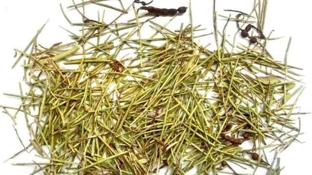 Астрахан мемлекеттік техникалық университетінде түйе шоқпарынан диуретикалық сусын жасау