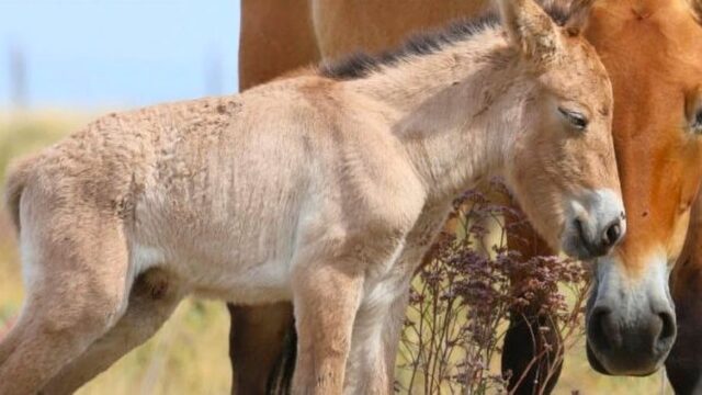 В Казахстане родились первые жеребята лошади Пржевальского