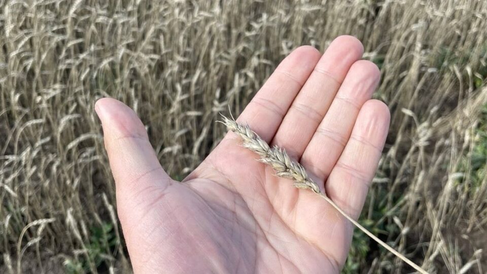 Ресейлік астық бағасының төмендеуі логистикалық қиындықтардан баяулап жатыр
