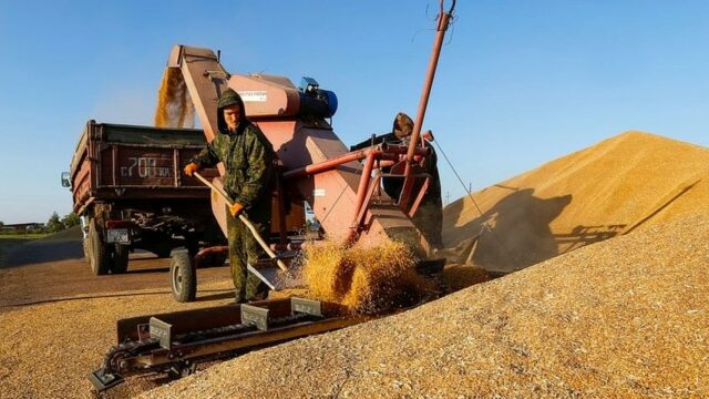 Казахстан увеличил экспорт зерна нового урожая до 1,1 миллиона тонн